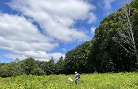 A volunteer surveys open habitat for butterflies during the Mondanock count circle's survey on July 22nd. 