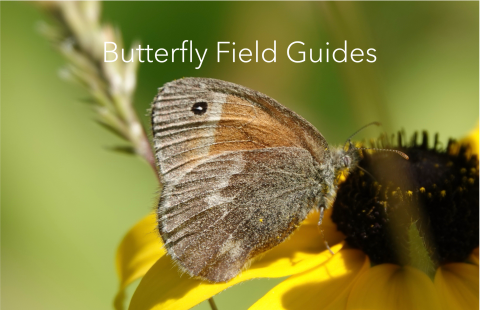 Common Ringlet with Butterfly Field Guide text