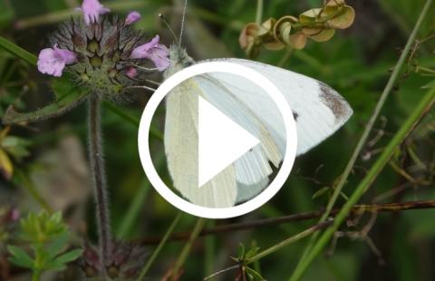 Video tile featuring image of cabbage white