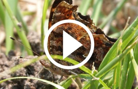 Video tile featuring image of eastern comma