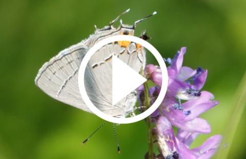 Video tile featuring image of gray hairstreak
