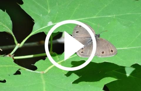 Video tile featuring image of little wood satyr butterfly