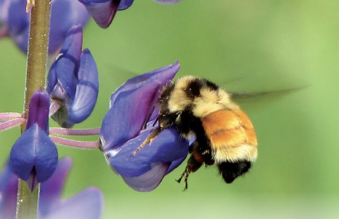 Pollinators in NH Brochure Cover