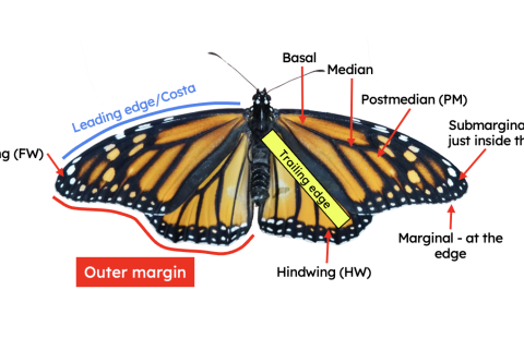 Parts of a butterfly diagram