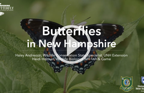Butterfly webinar slide