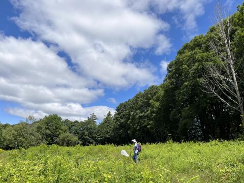 A volunteer surveys open habitat for butterflies during the Mondanock count circle's survey on July 22nd.