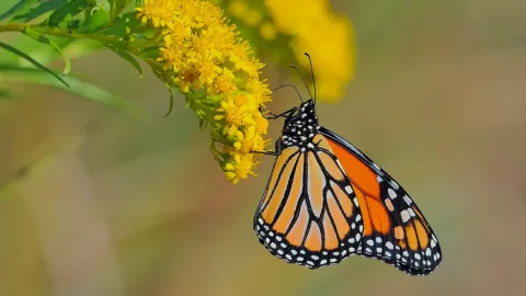 Monarch