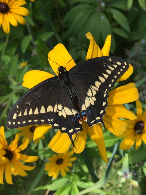 Black Swallowtail. Photo by Mark Ellingwood. 