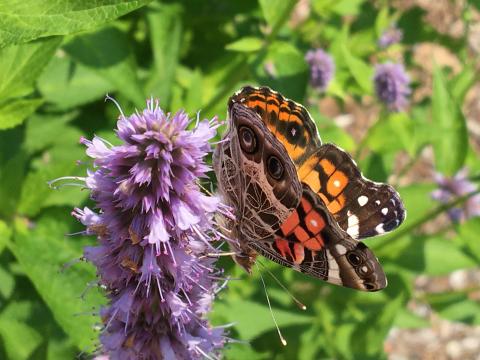 American lady butterfly nectaring