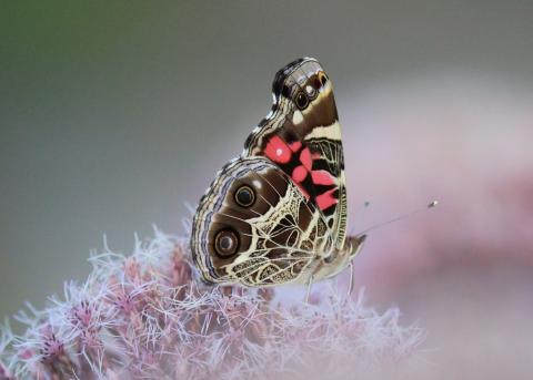 American lady butterfly