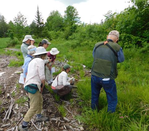 Volunteers observing butterfly during July Count