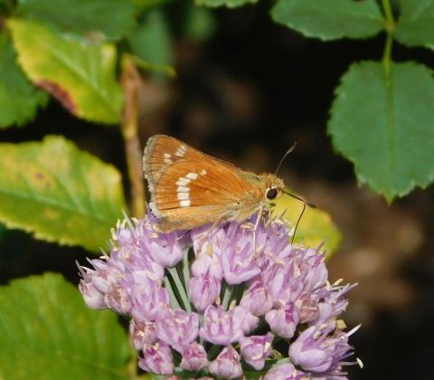 Leonard's Skipper butterfly