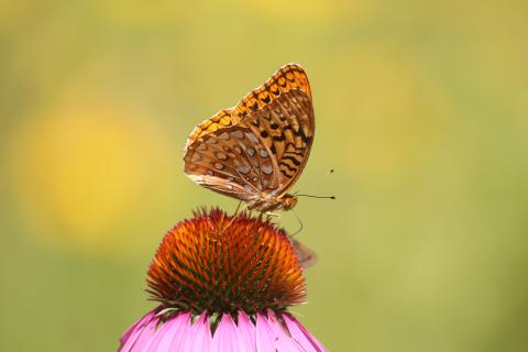Great Spangled Fritillary Butterfly