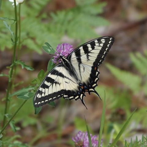 Canadian Tiger Swallowtail