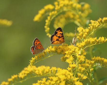 American Copper and Crescent spp. butterfly on goldenrod