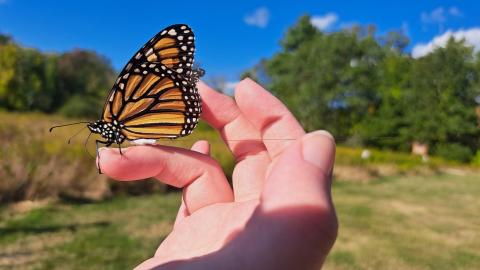 Monarch butterfly with tagging device attached