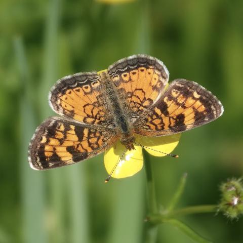 Northern crescent butterfly